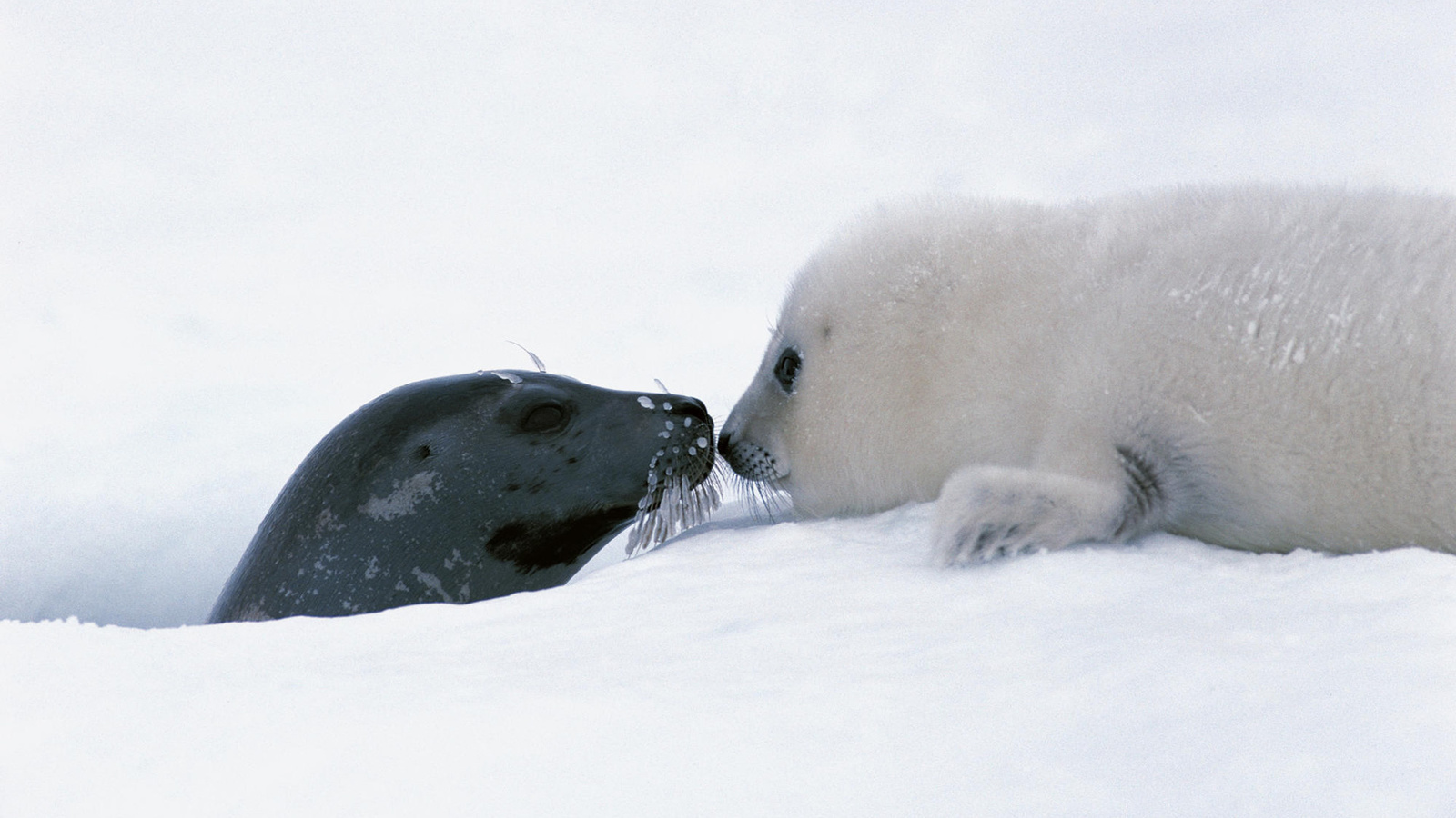 focas, snow, ice, wild