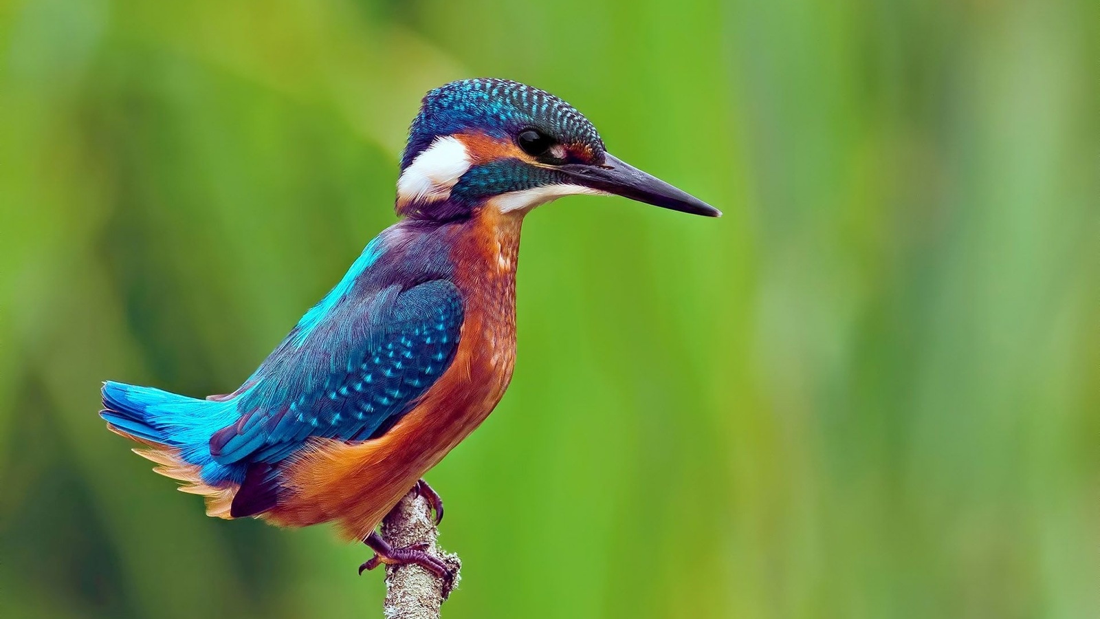 kingfisher, bird, fly, wild