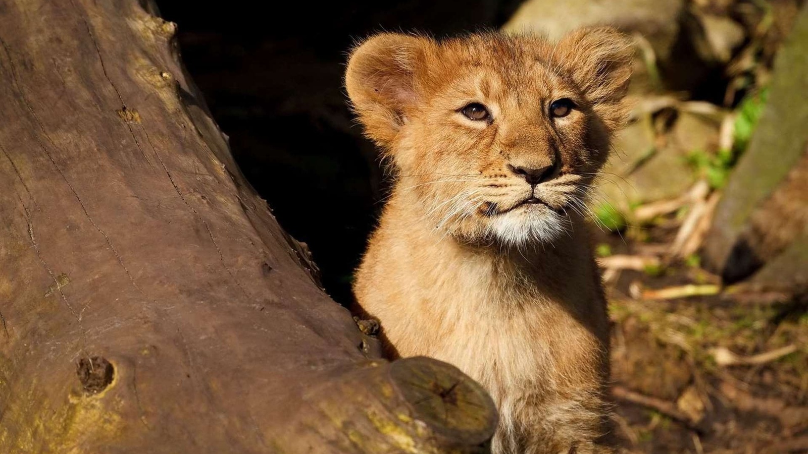 lion, cub, forest, tree, wild, feline