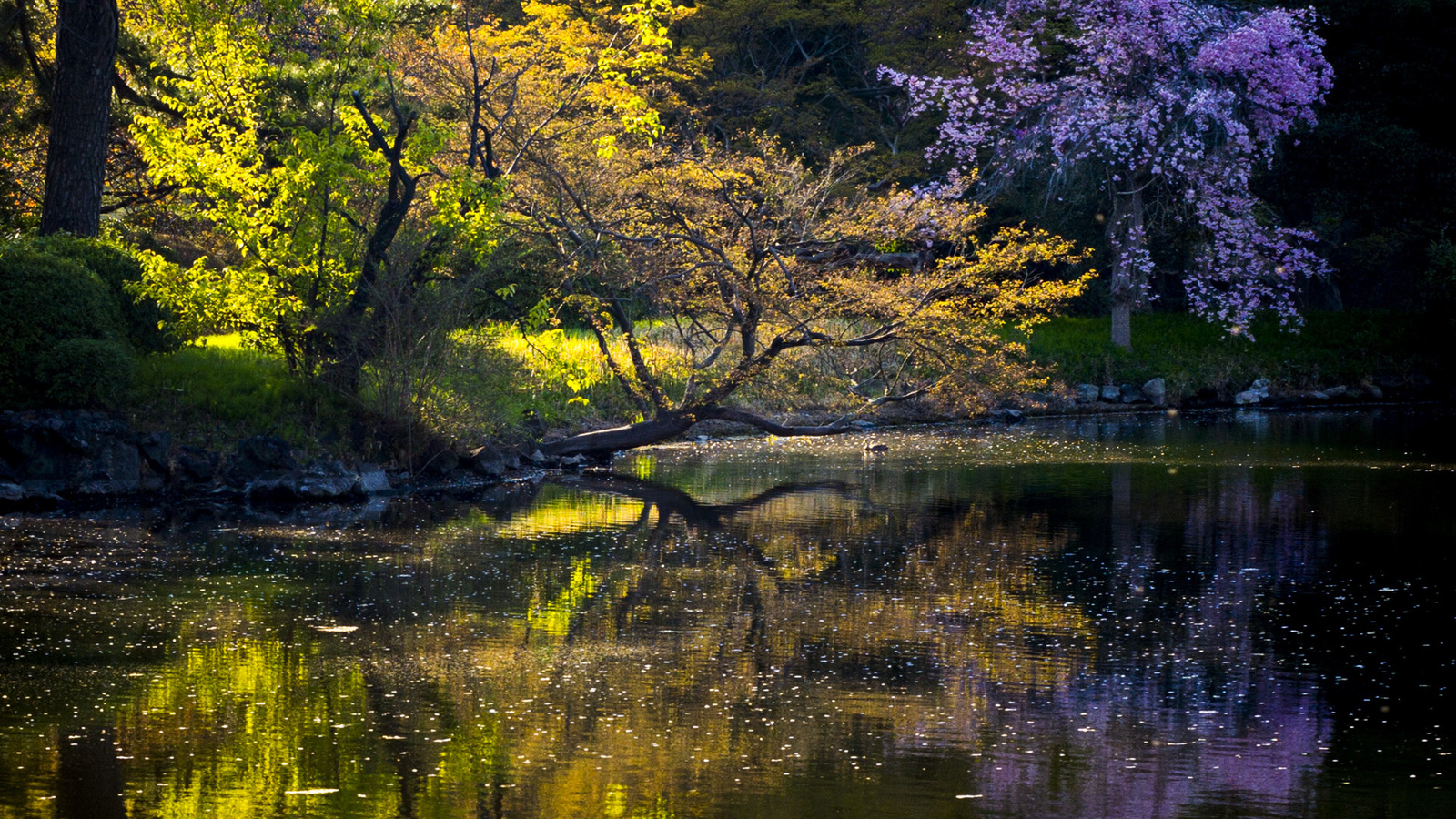 lake, mountain, tree, forest, water, sky, blue, 