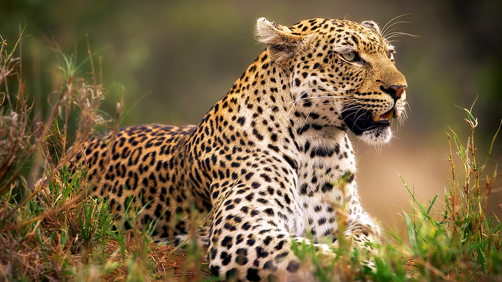 wild, bigcat, grass, forest