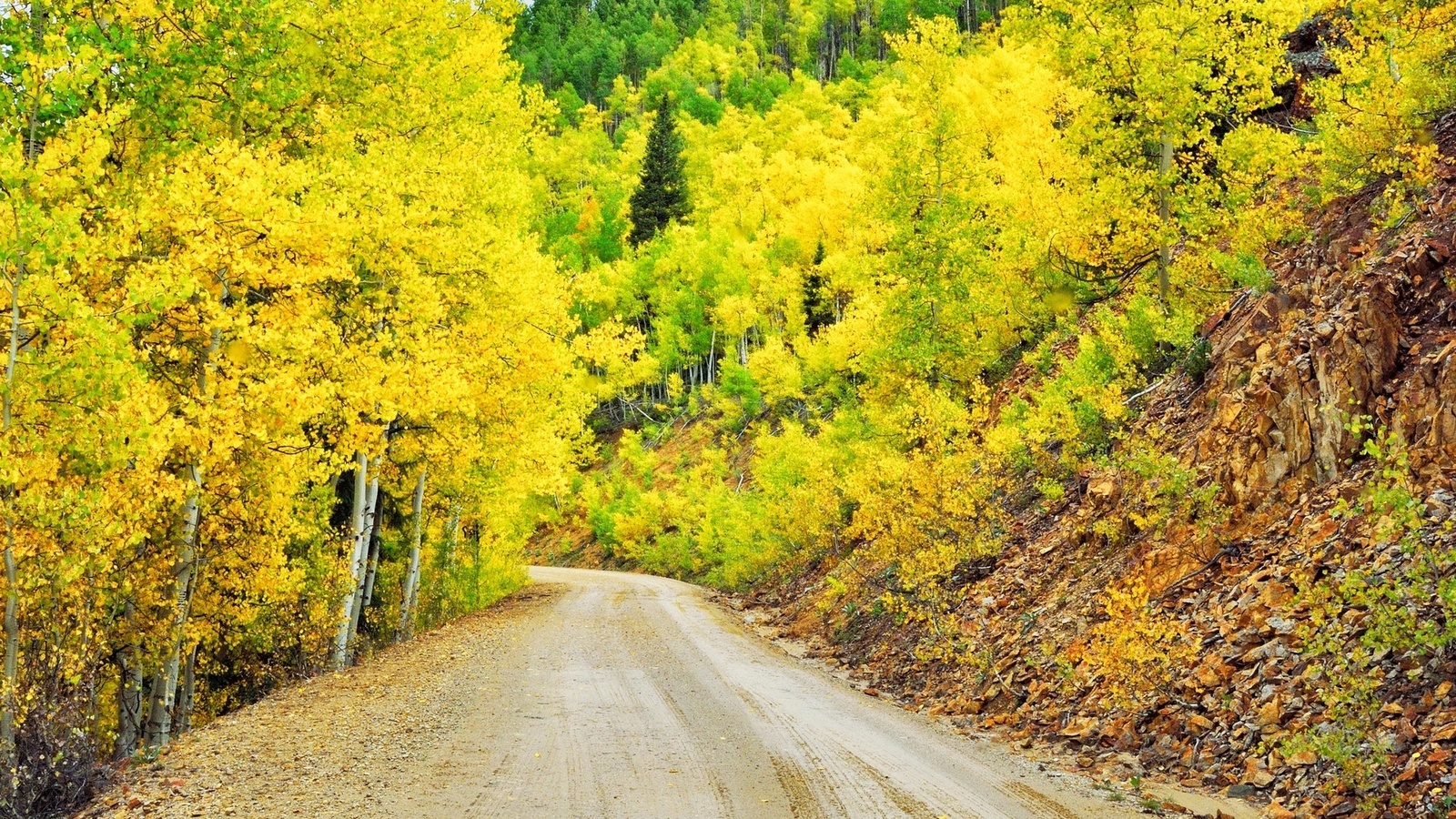 yellow, tree, path, leaves, 