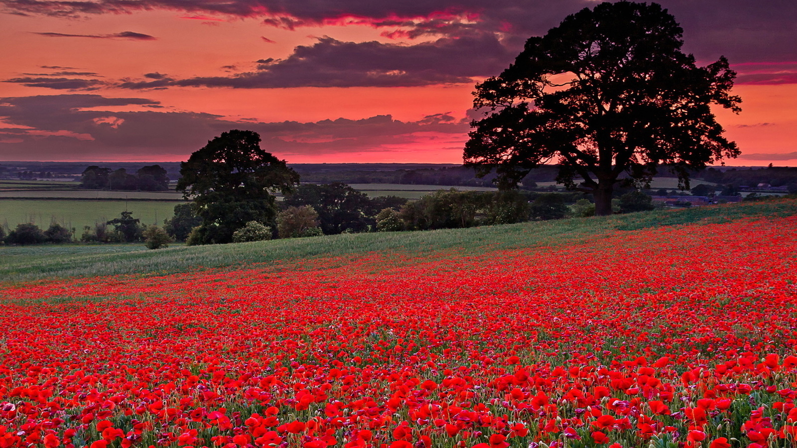 flower, field, red, tree, 