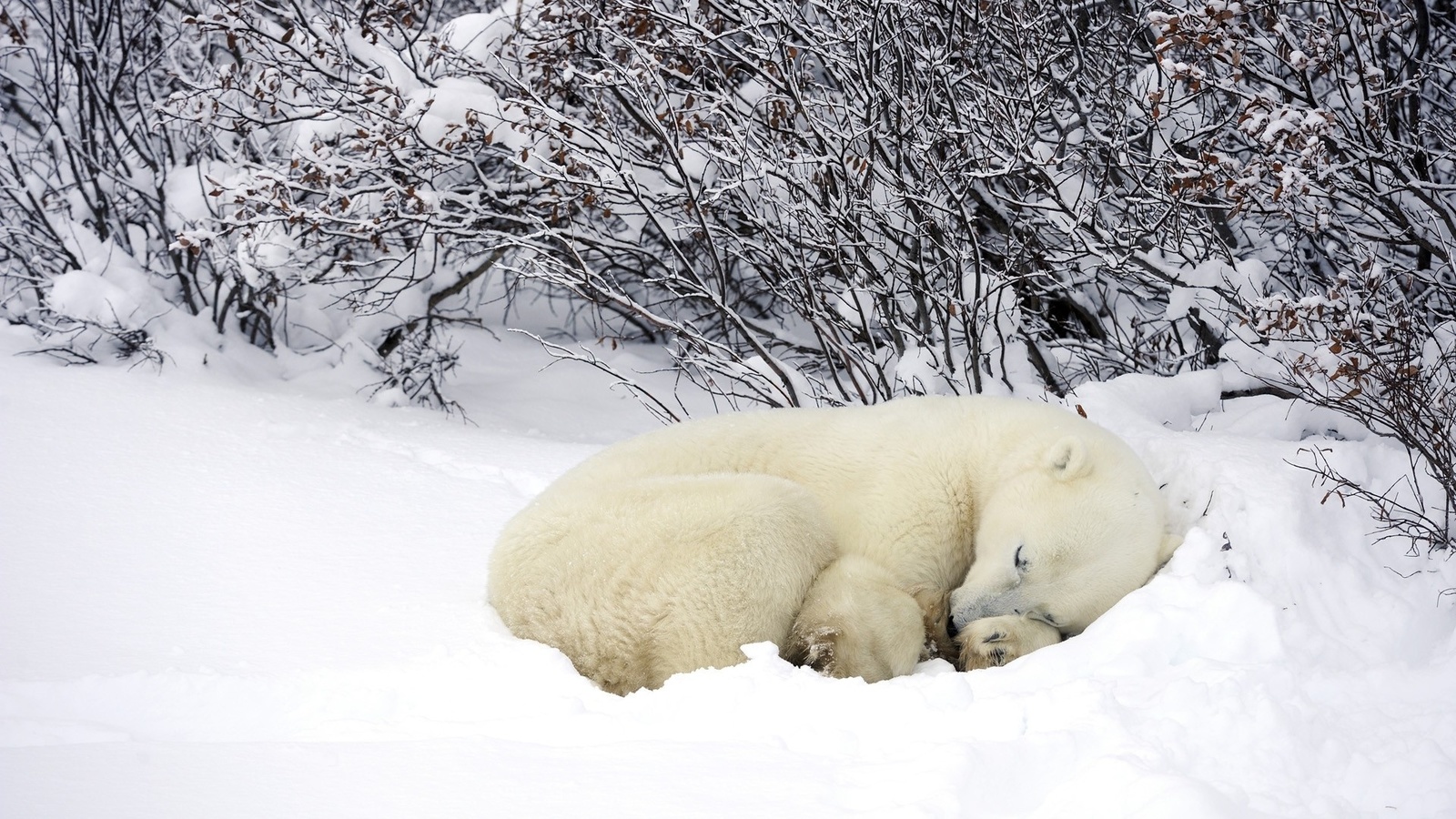 bear, polar, cub, dream, snow, wild