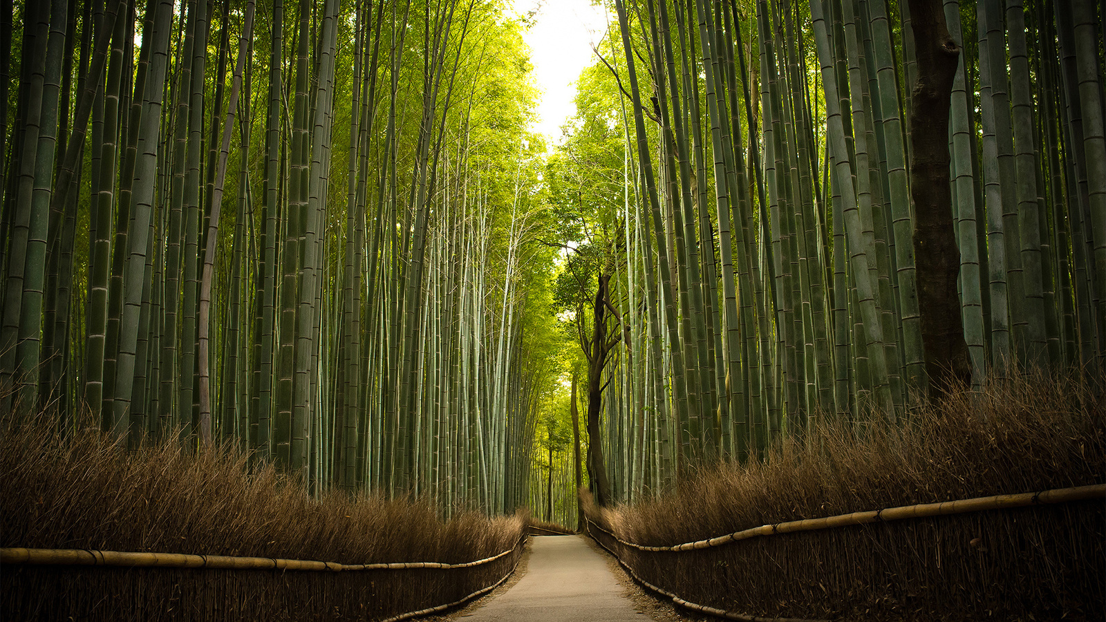 bambu, tree, green, forest, path