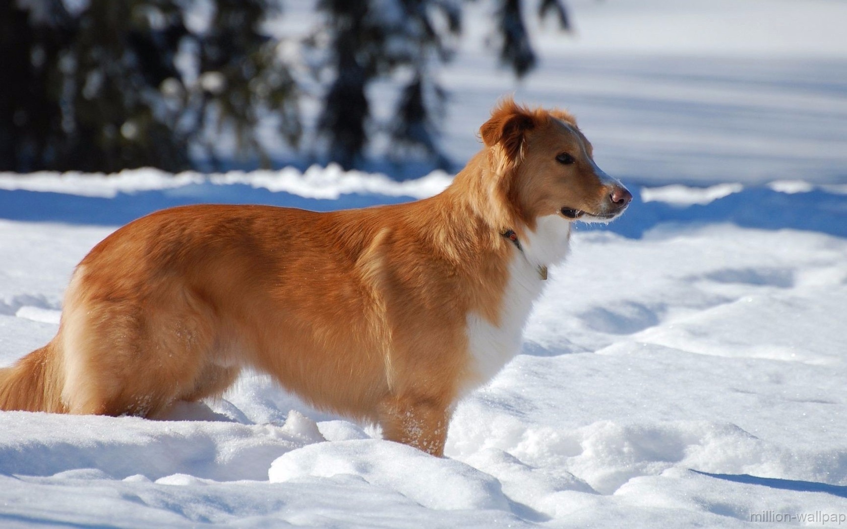 dog, snow, forest, winter