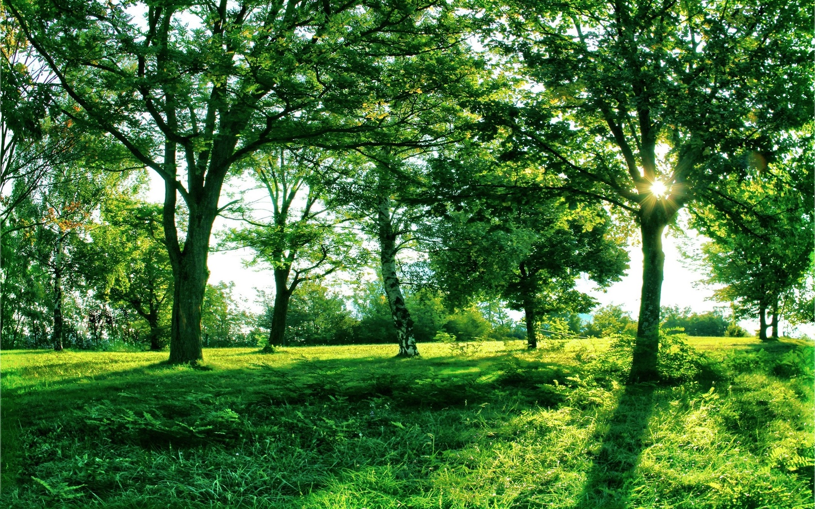 green, forest, tree, grass