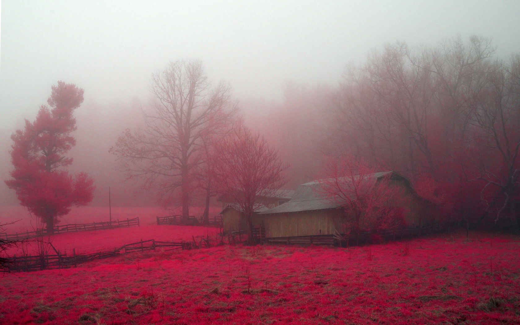 mist, flower, red, tree, farm