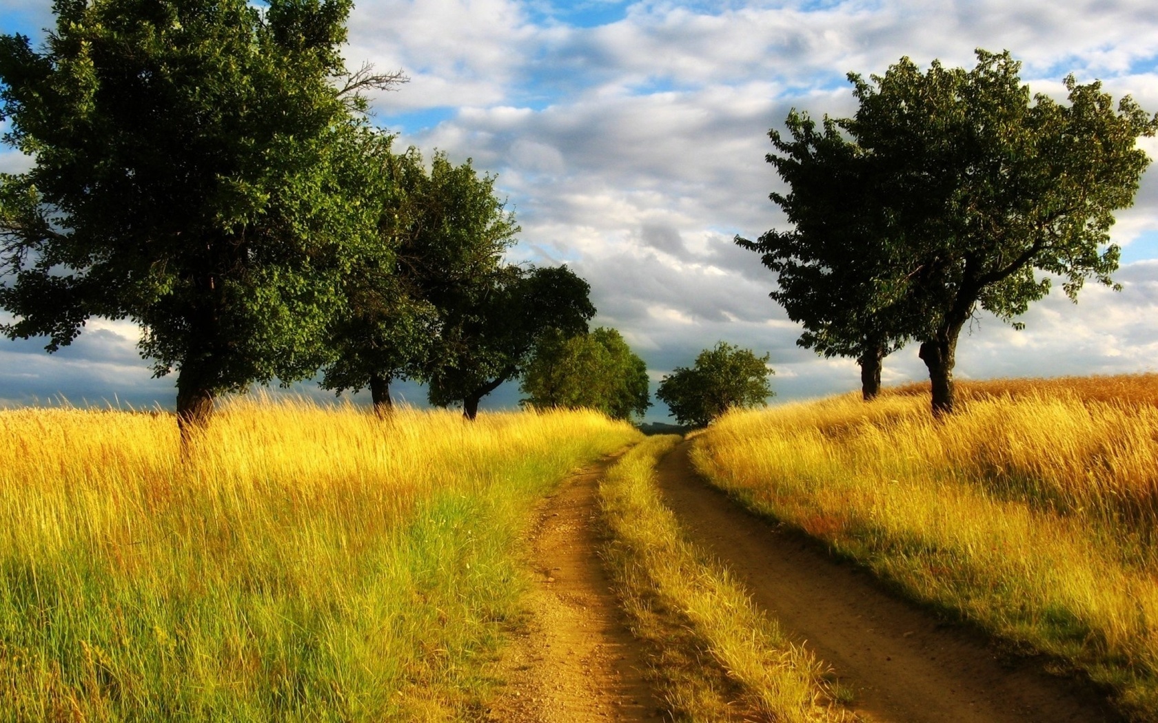 grass, road, tree, path