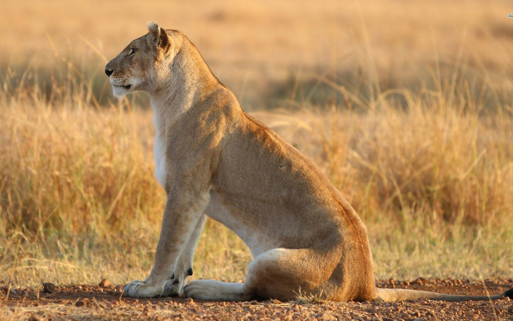 lioness, lonely, wild, grass