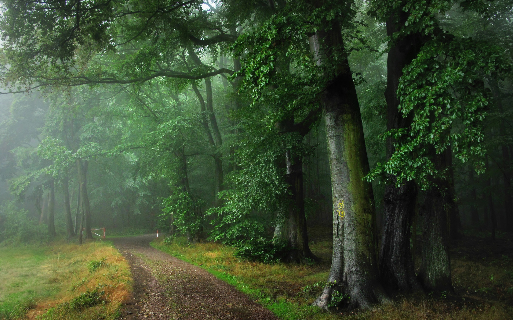 forest, path, tree, green