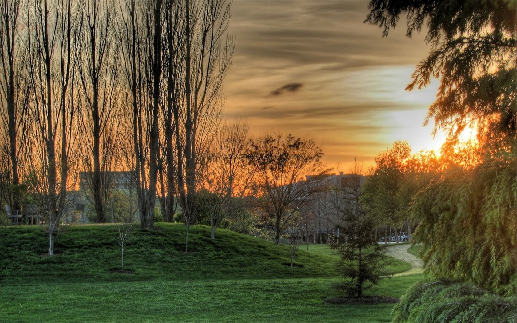 green, tree, gras, path, natural