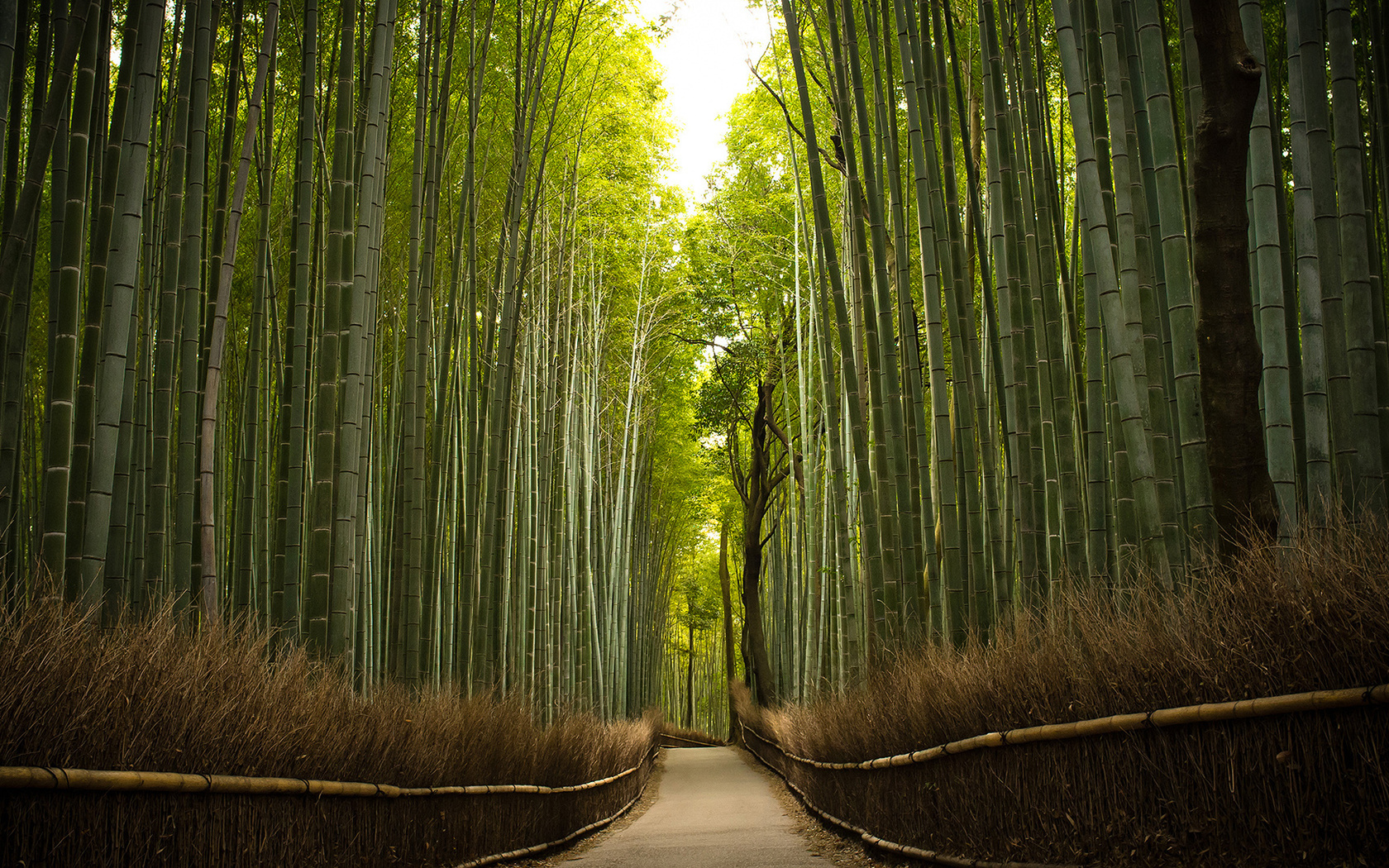 bambu, tree, green, forest, path