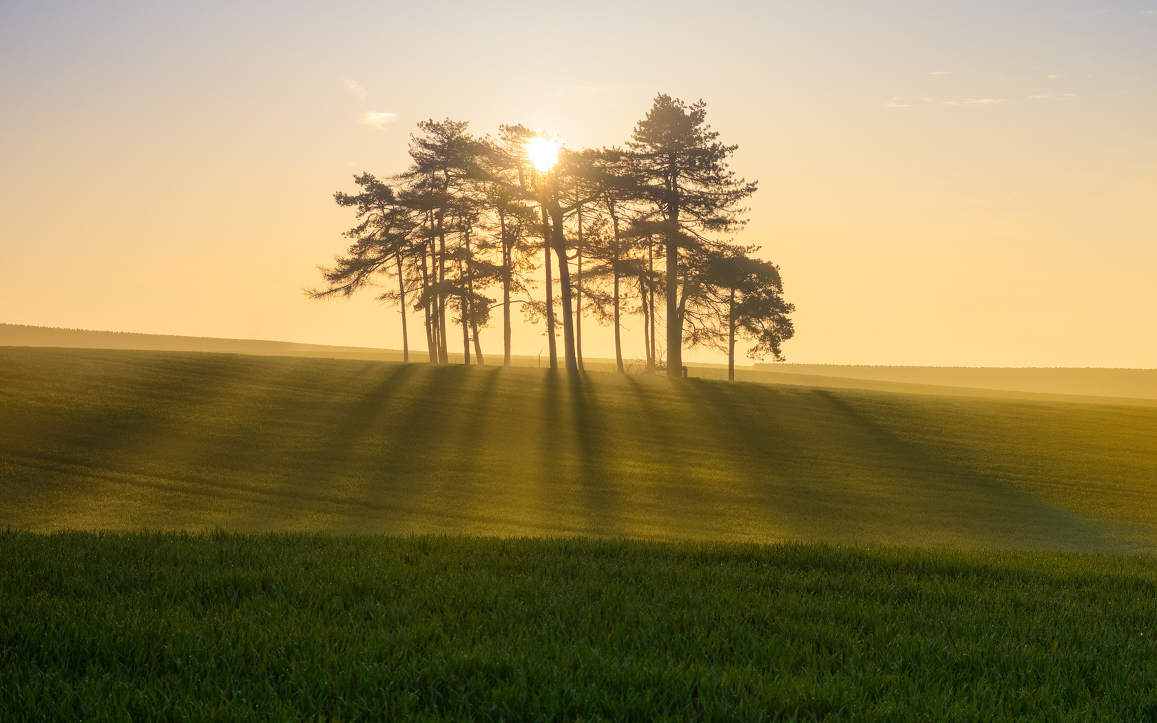 sunlight, tree, sun, clouds, grass