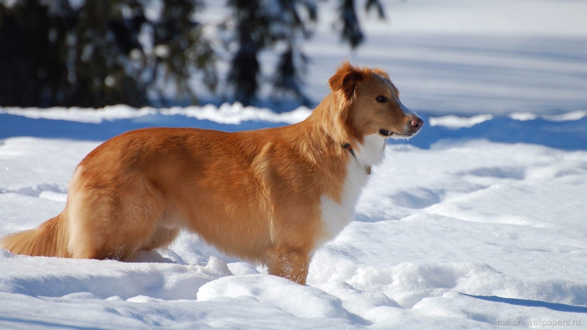 dog, snow, forest, winter