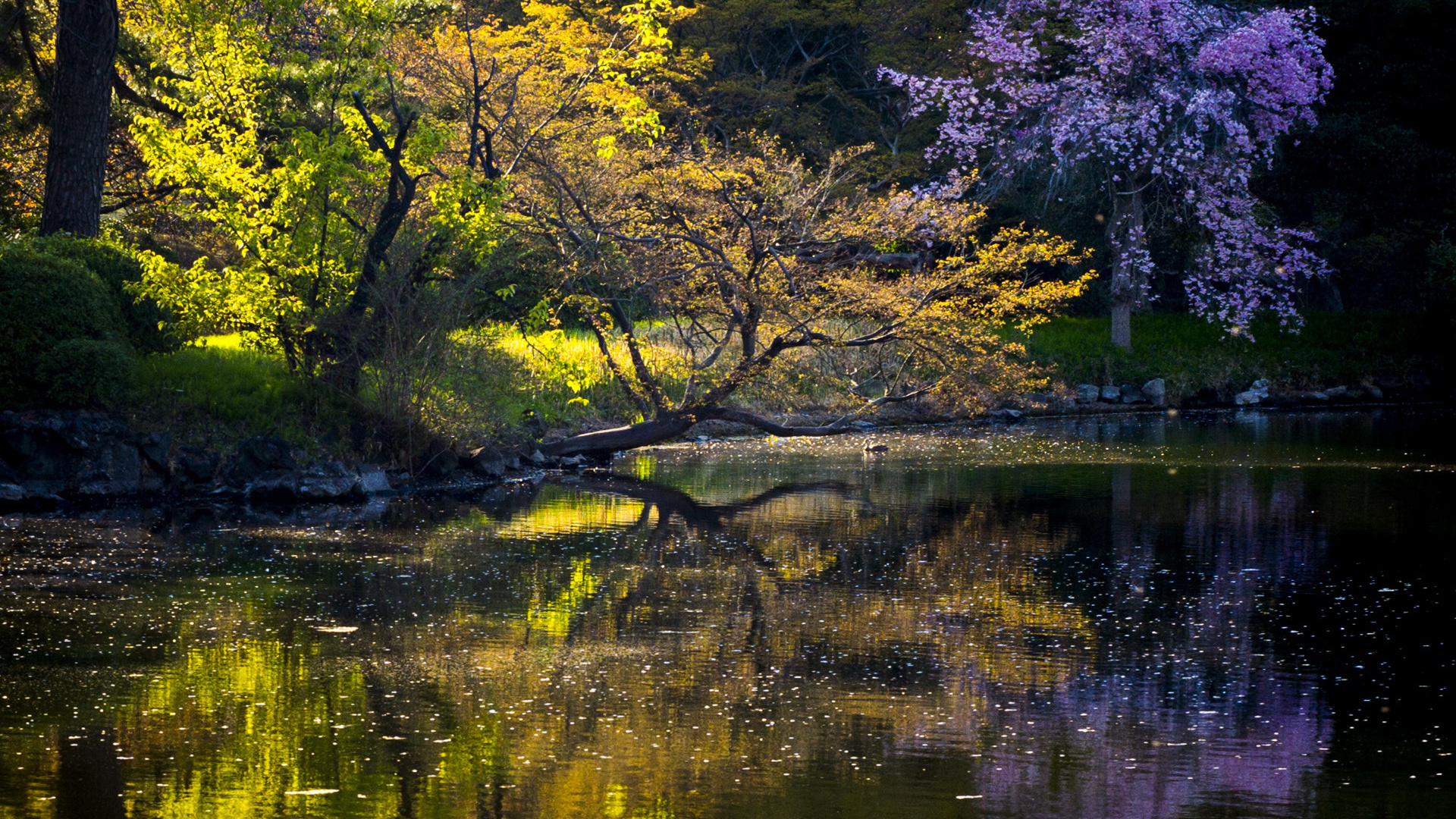 lake, mountain, tree, forest, water, sky, blue, 