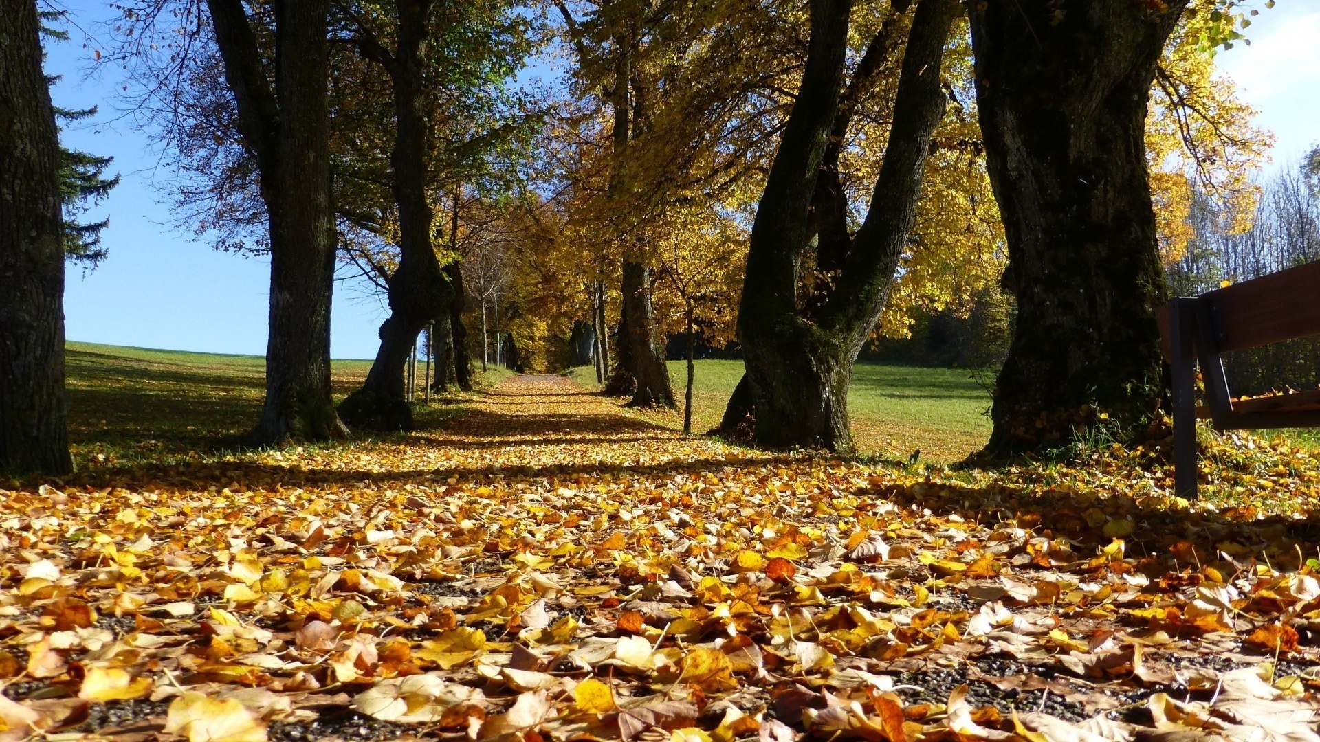 autumn, leaves, road, tree, path, , 