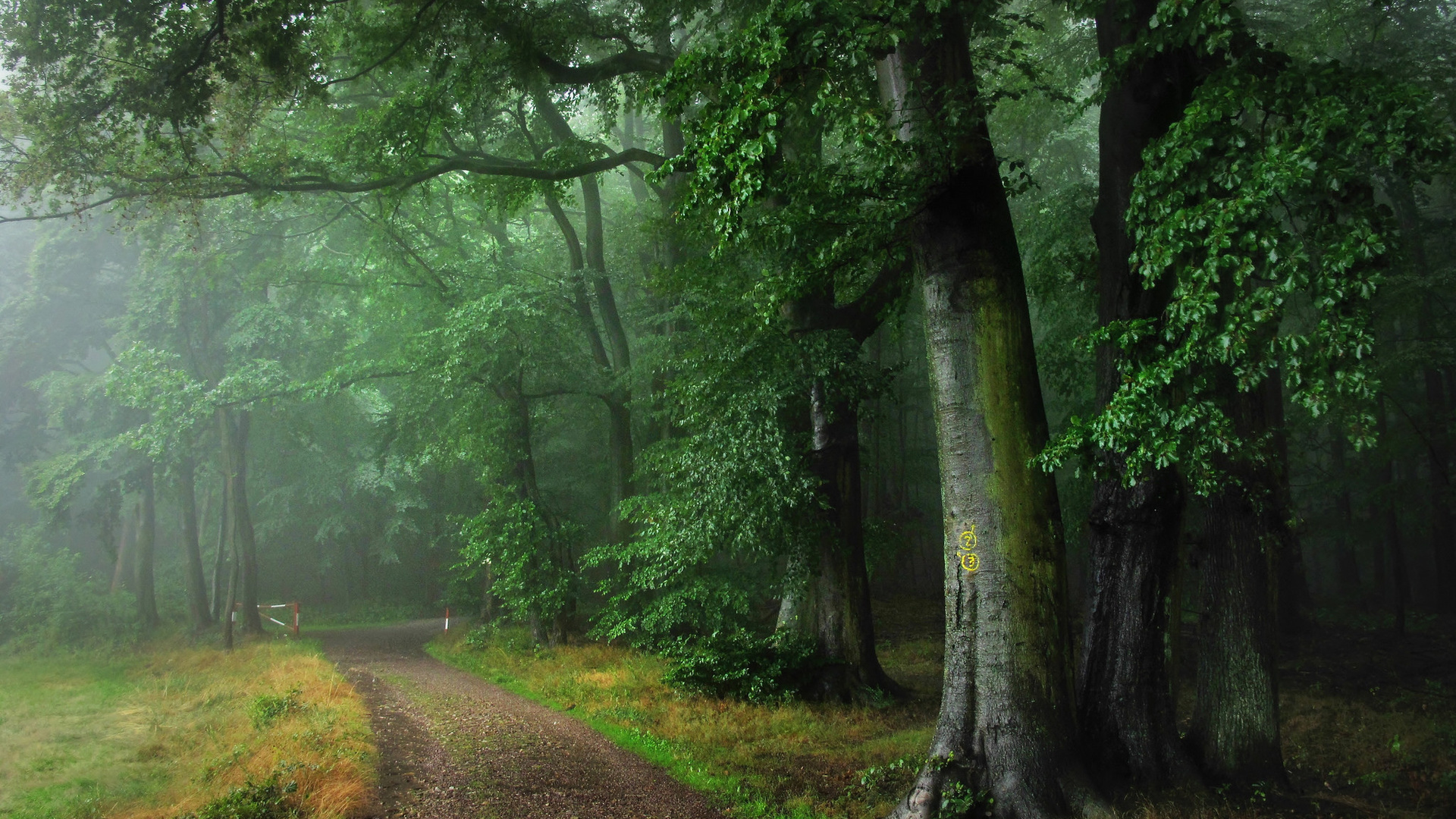 forest, path, tree, green