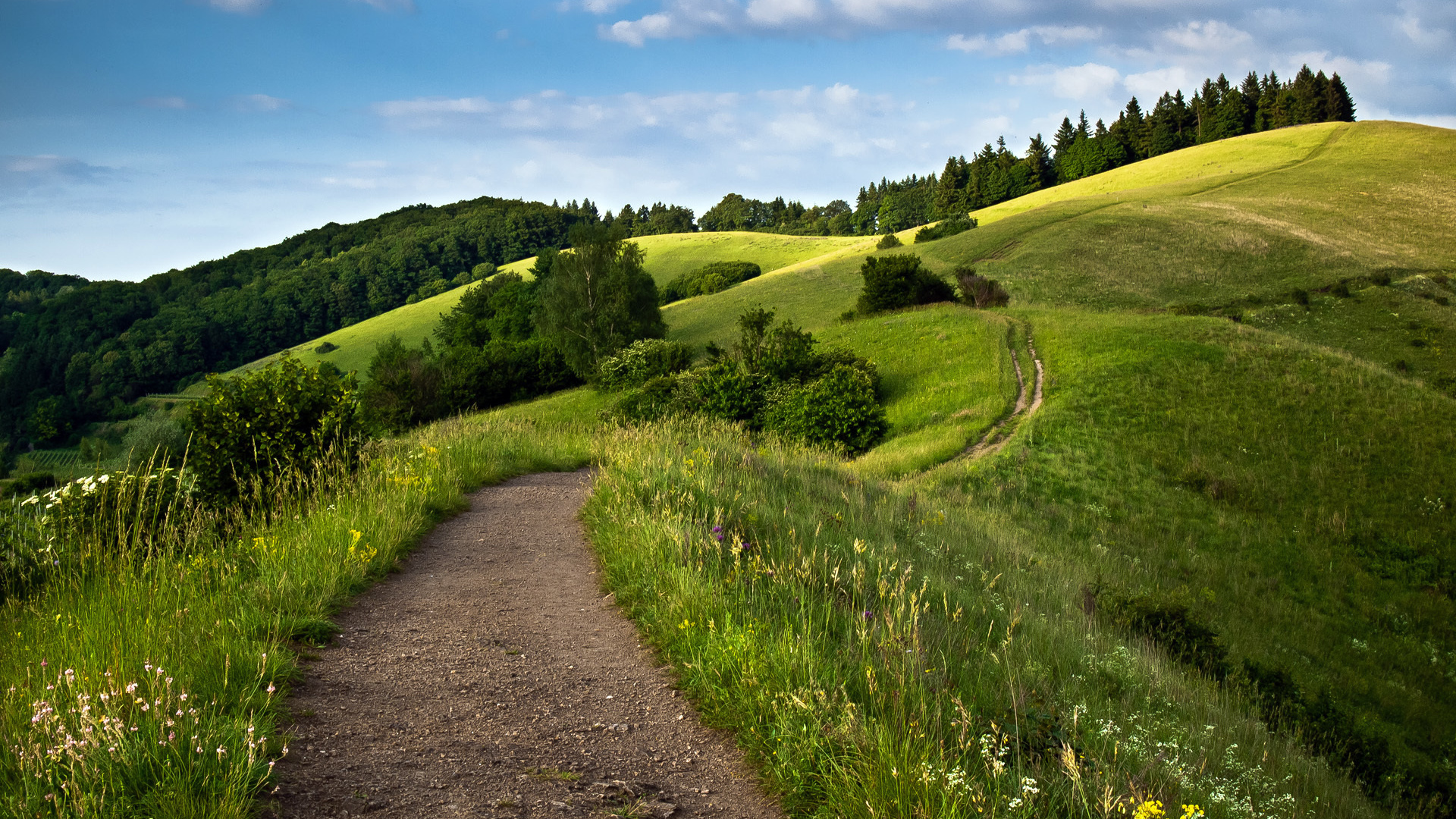 path, green, tree, grass, naturals