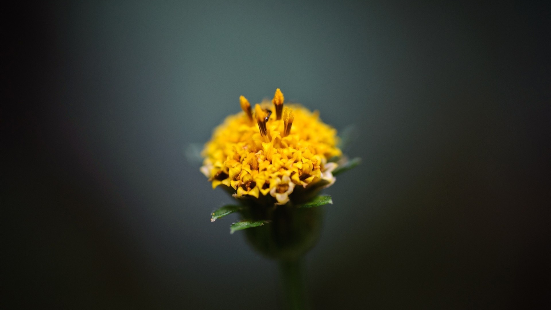 nature, flower, branch, simple