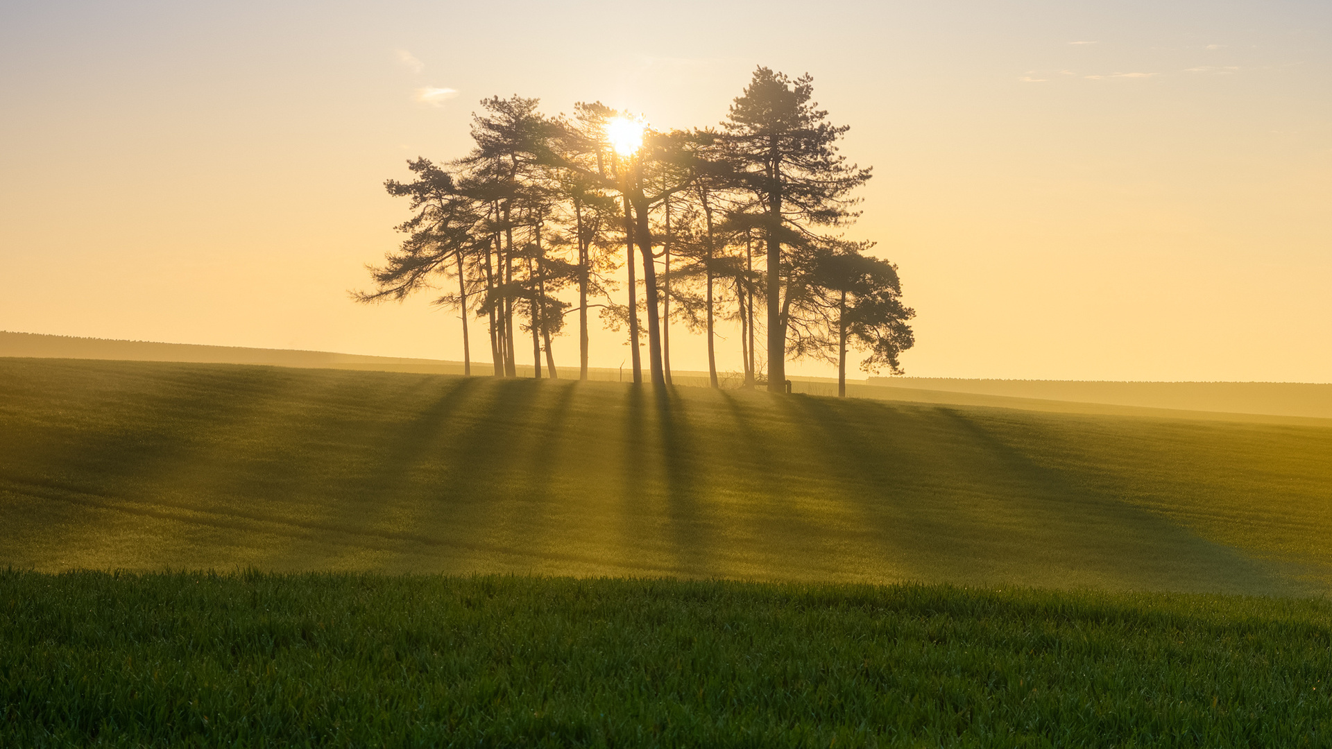 sunlight, tree, sun, clouds, grass