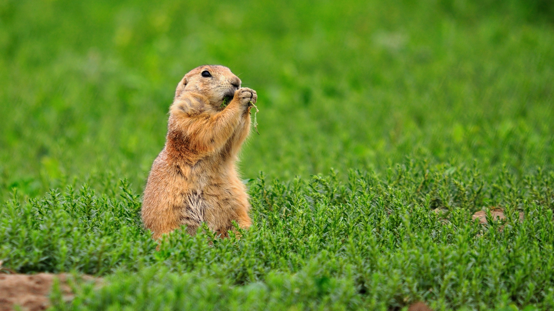 castor, green, eat, grass, wild