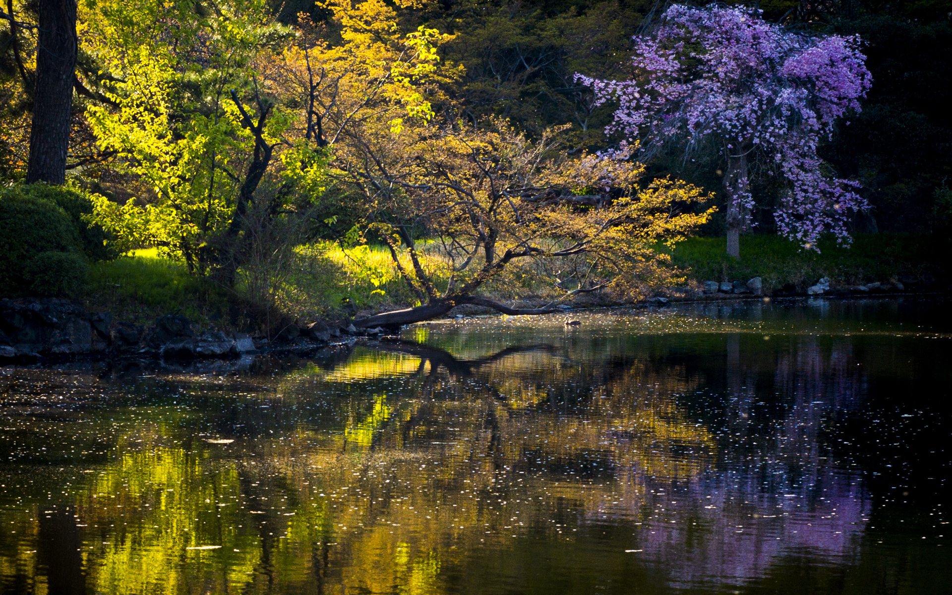 lake, mountain, tree, forest, water, sky, blue, 