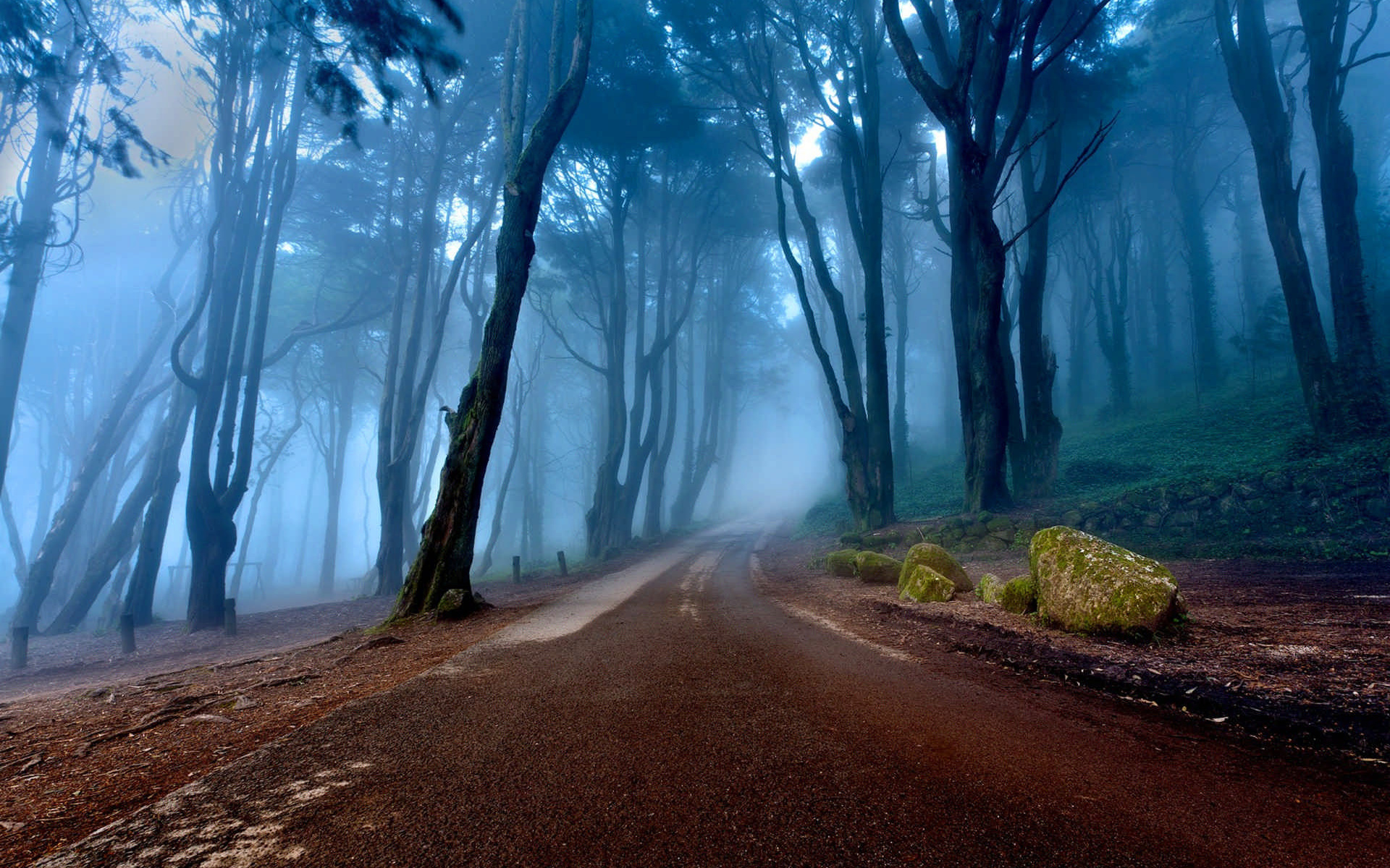 mist, tree, forest, tree, path