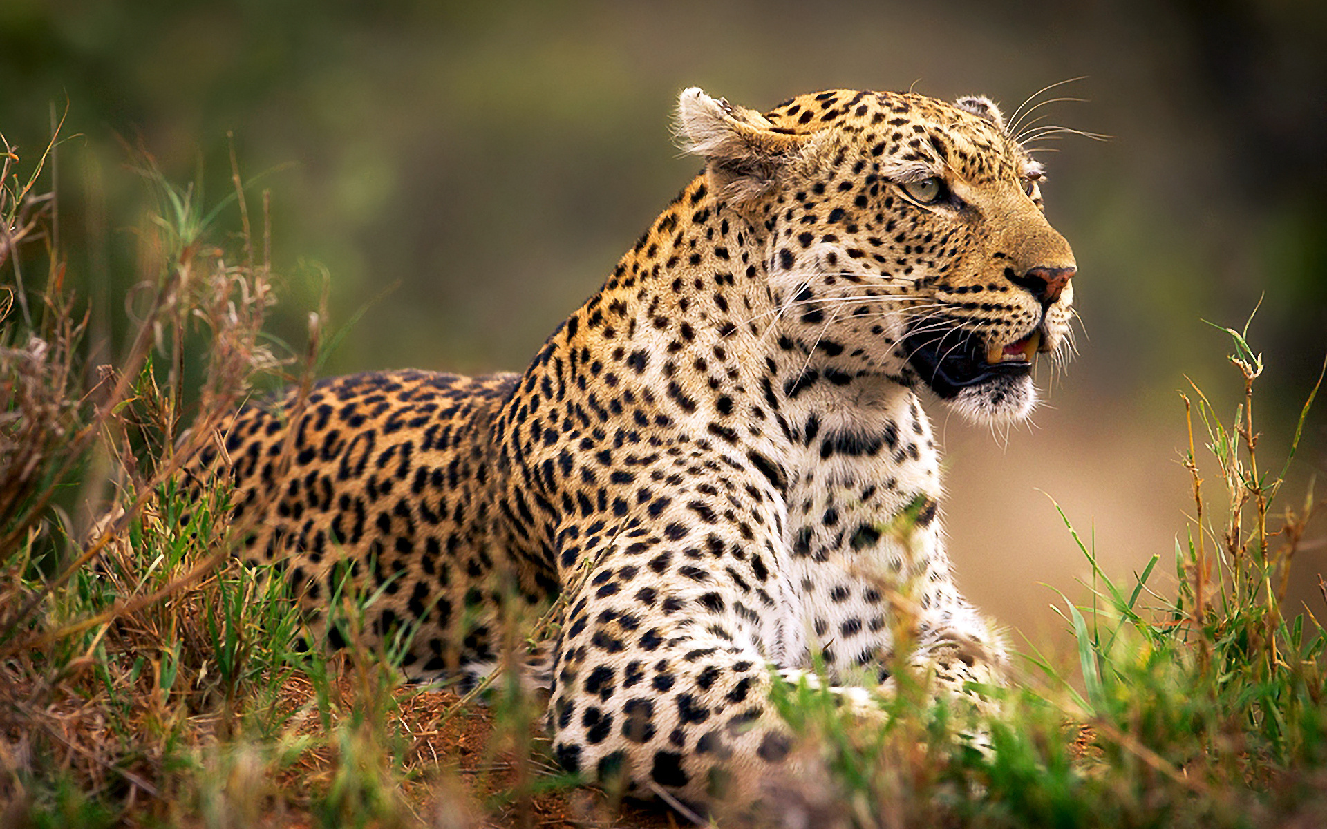 wild, bigcat, grass, forest