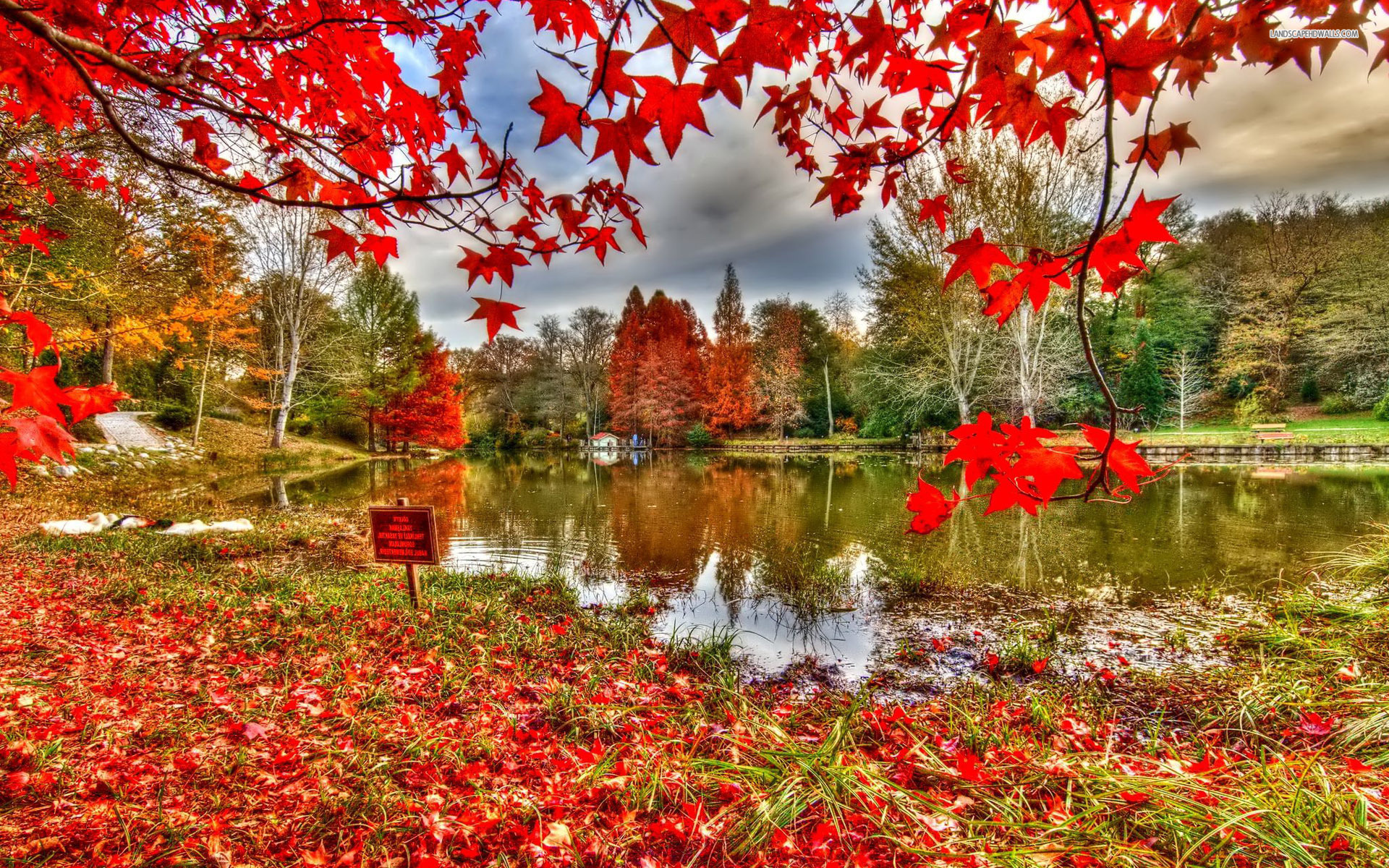 river, reflextion, tree, leaves, red, autumn, ,, 