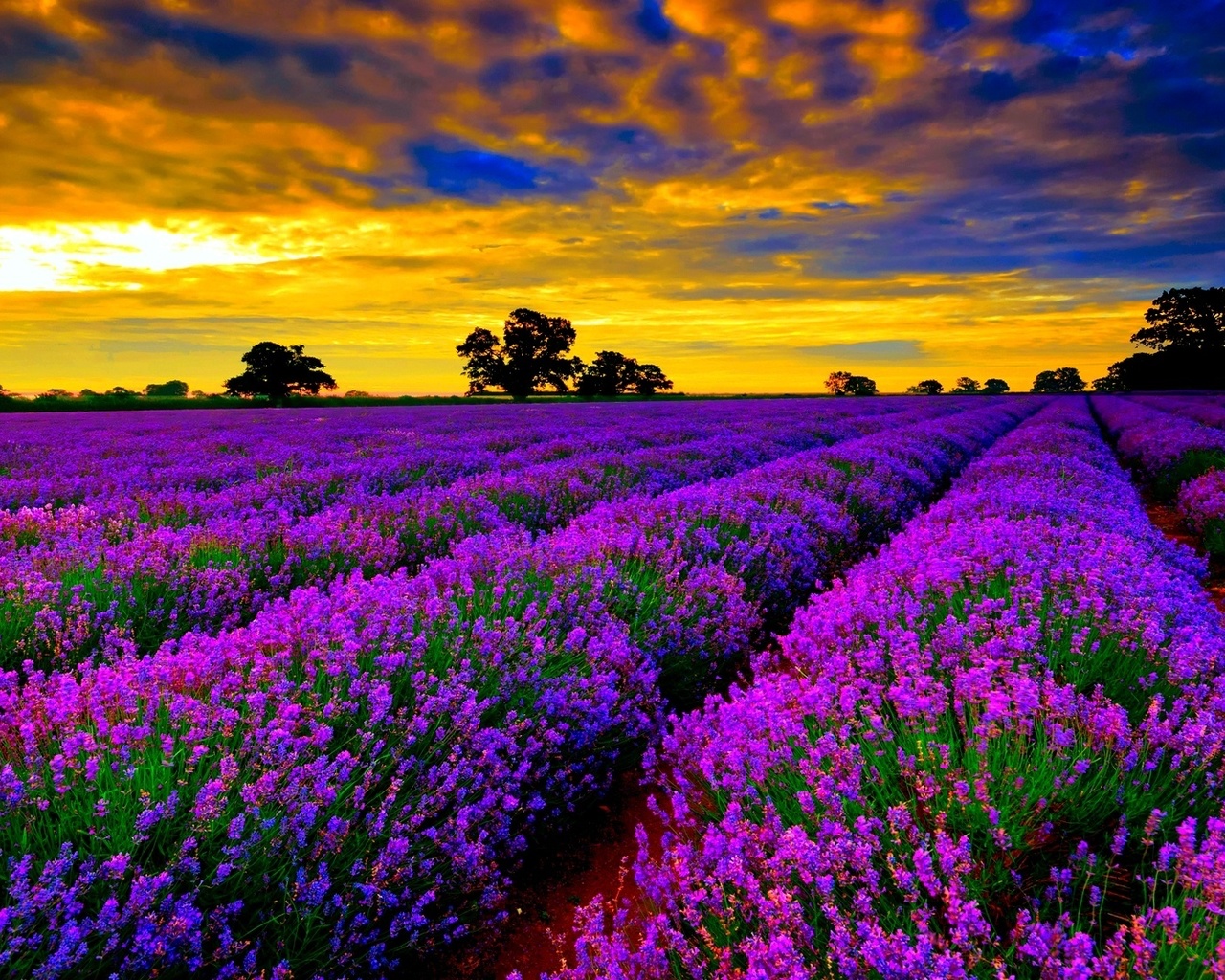 lavanda, fields, sky, flower