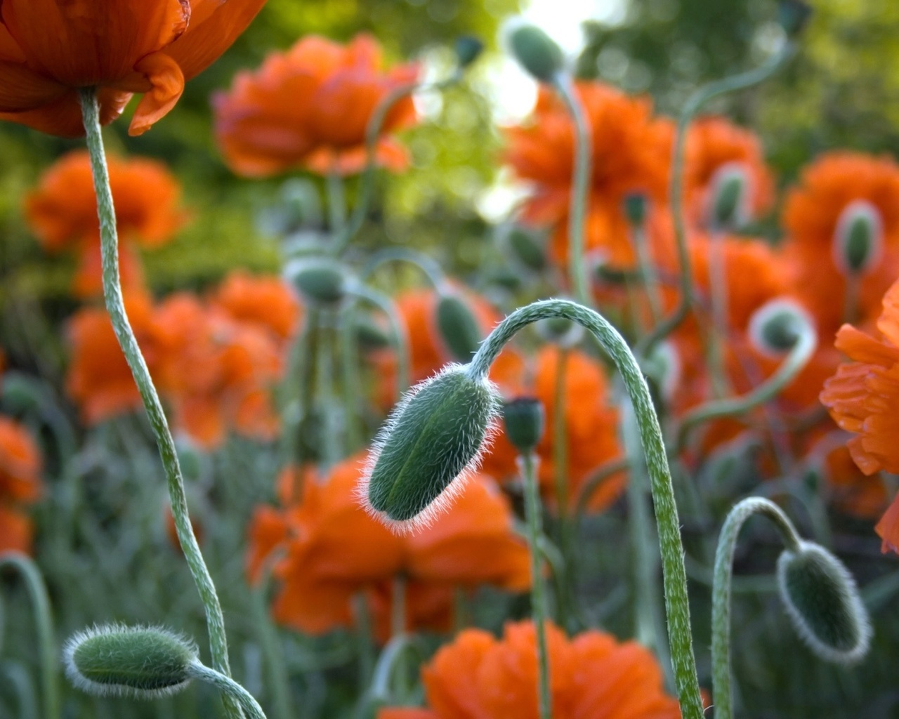 flower, branch, green, red, fields, 