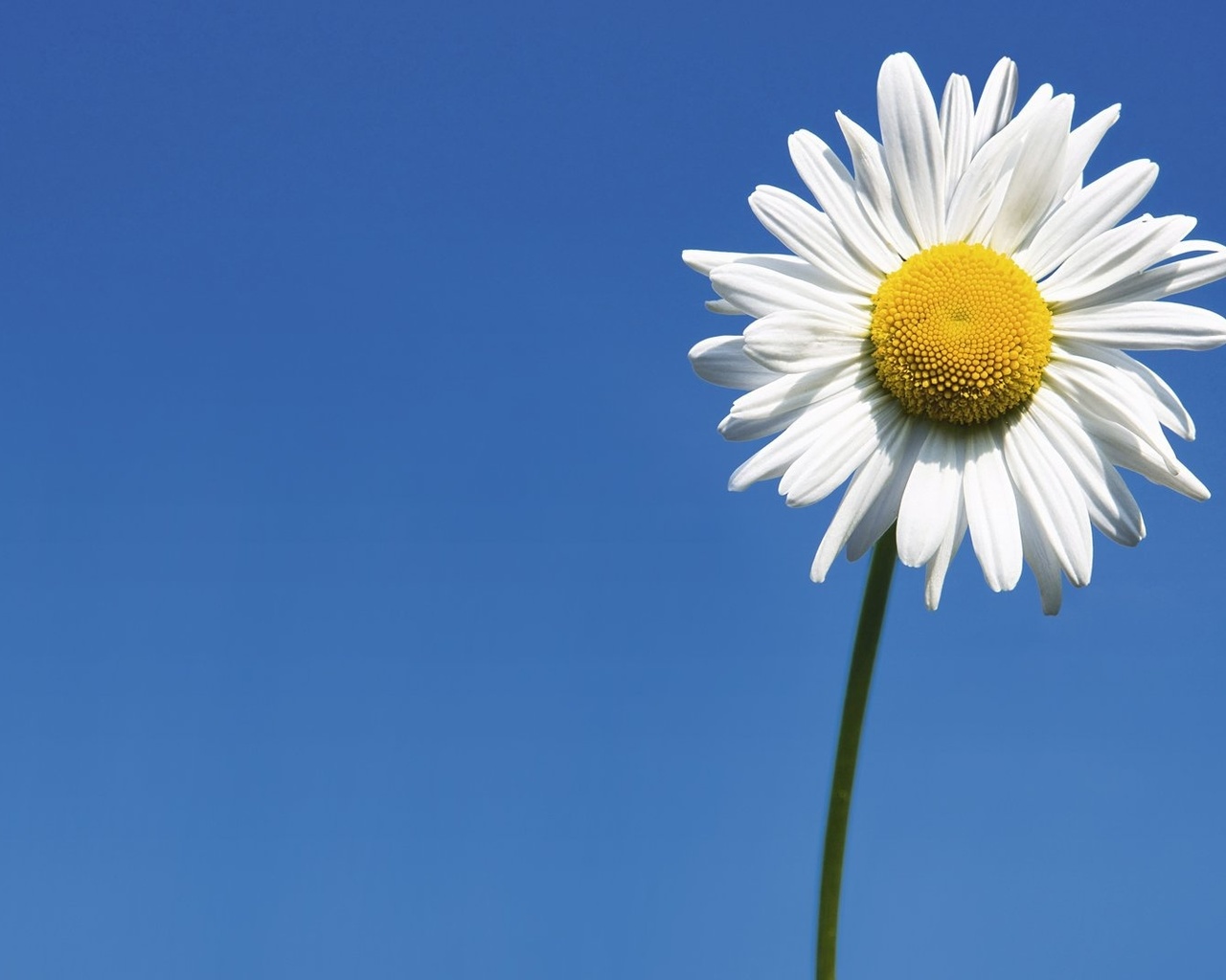 sunflower, fileds, branch, flower, sky