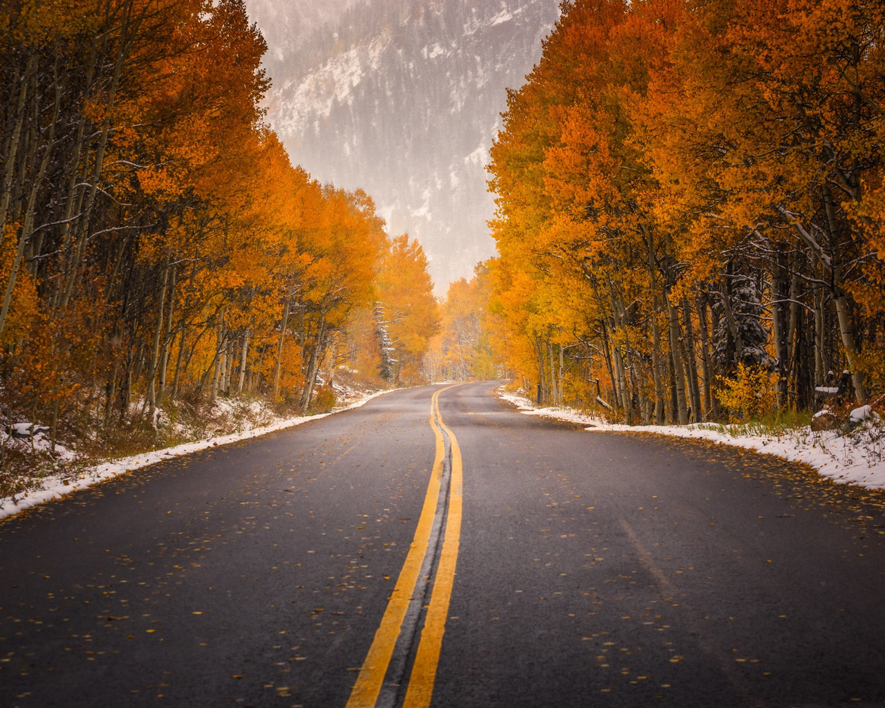 road, tree, leaves, autumn, 