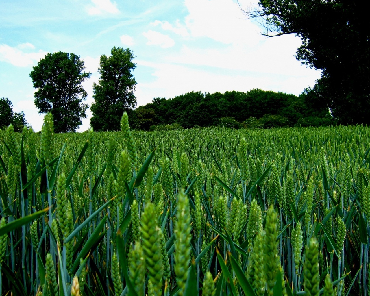 green, wheat, fields, tree