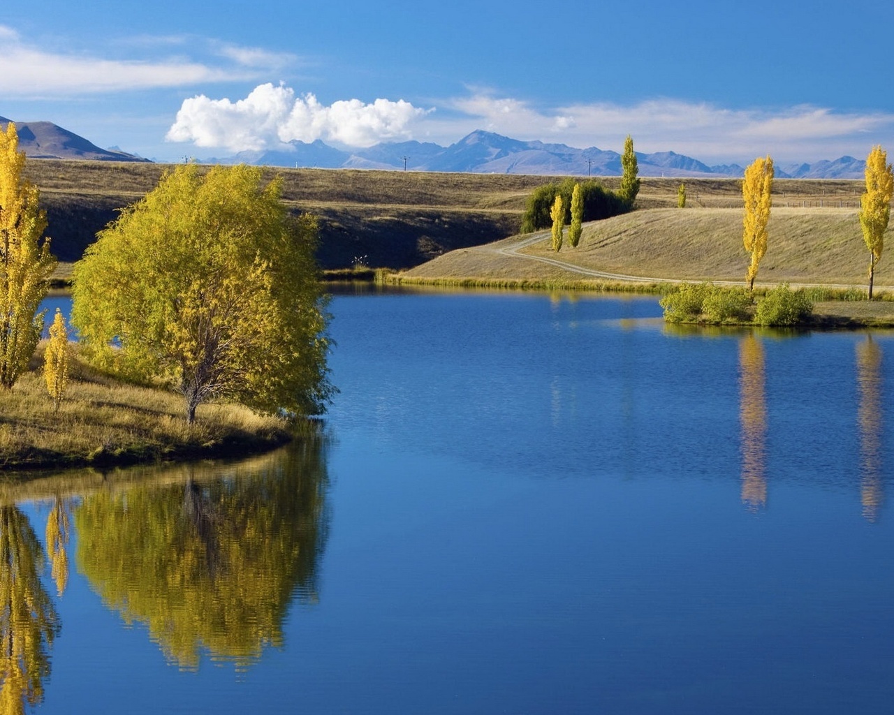 field, water, pine, tree, lake, green, grass