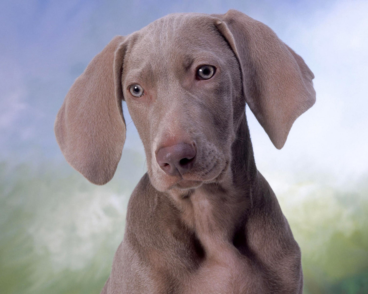 dog, brown, cute, puppy