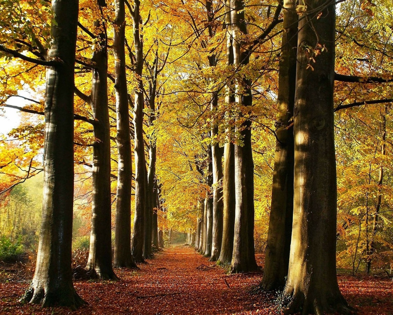 leaves, tree, forest, woods