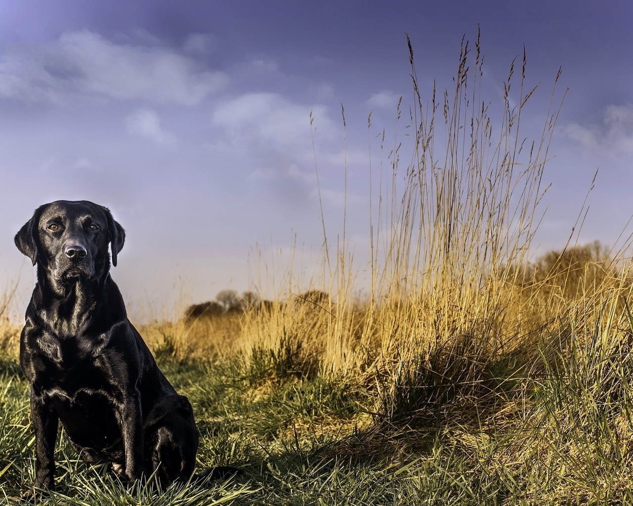 labrador, black, grass, dog, cute