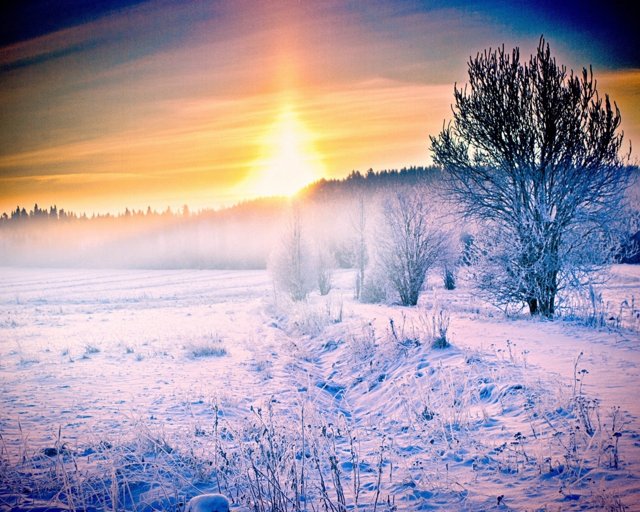 winter, snow, ice, tree, fields