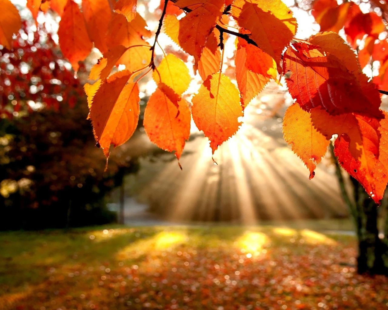 autumn, sunlight, tree, leaves, 