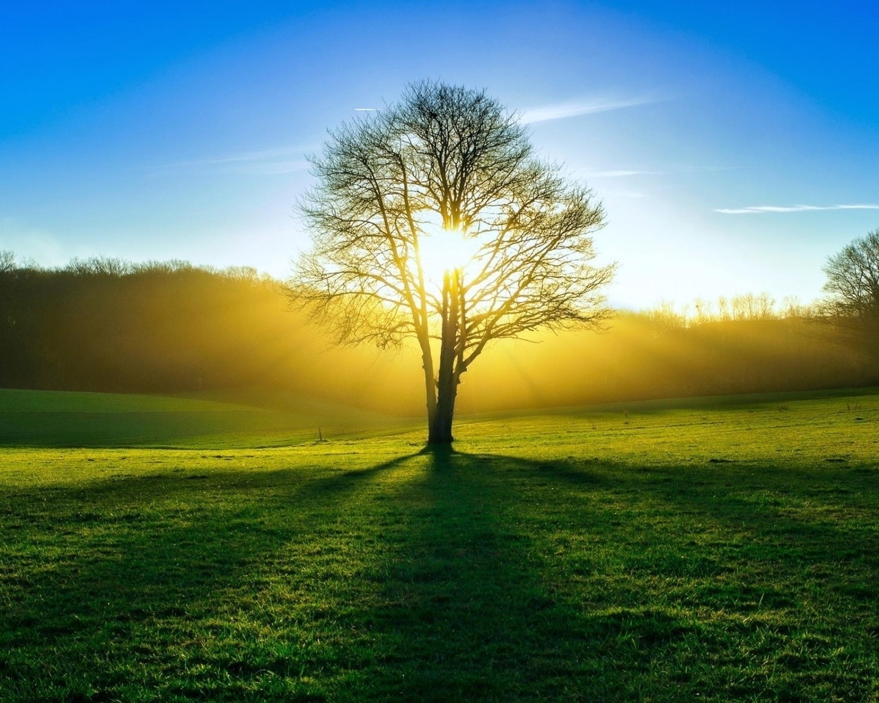 green, trees, fields, sunlight