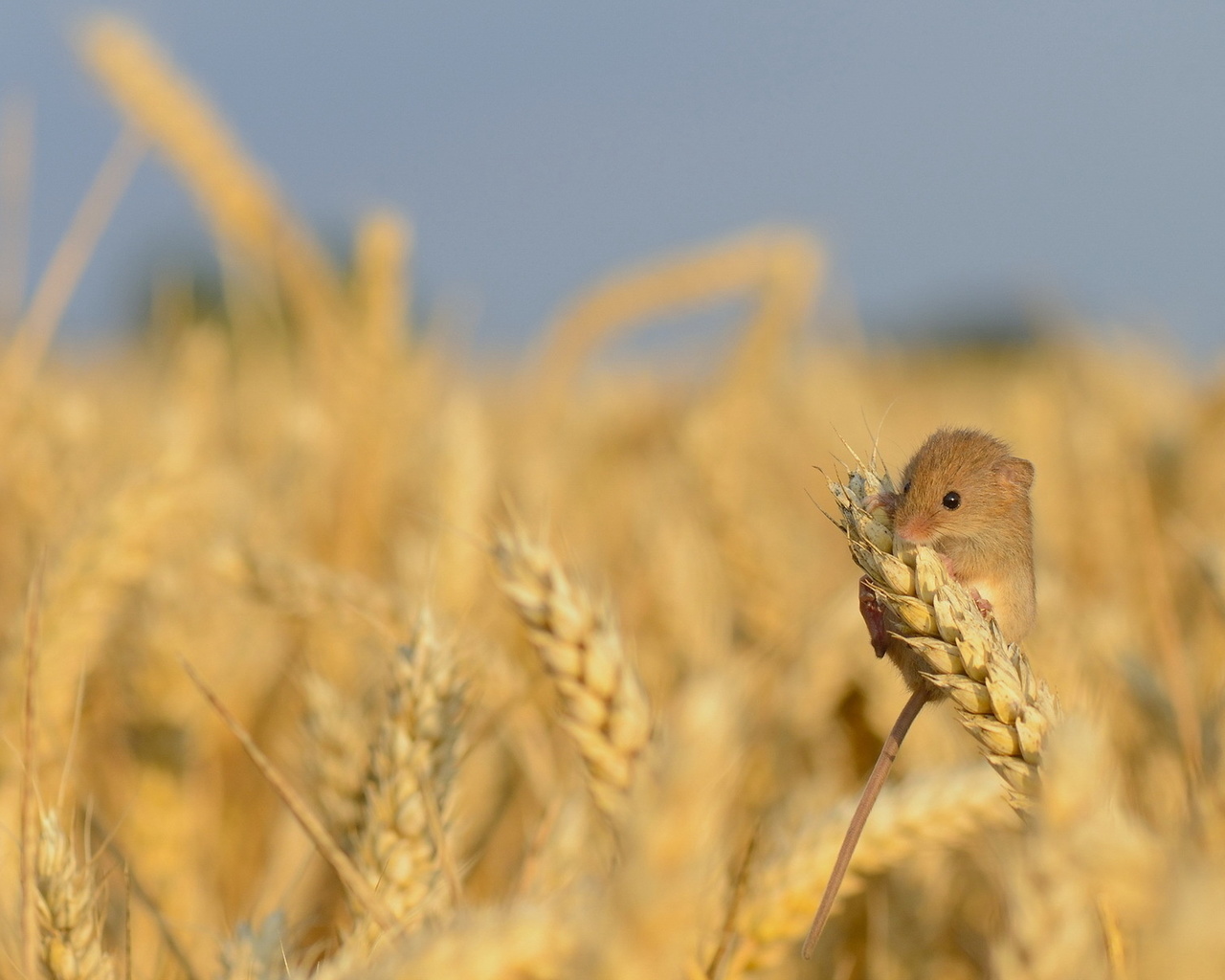 harvest mouse, , 