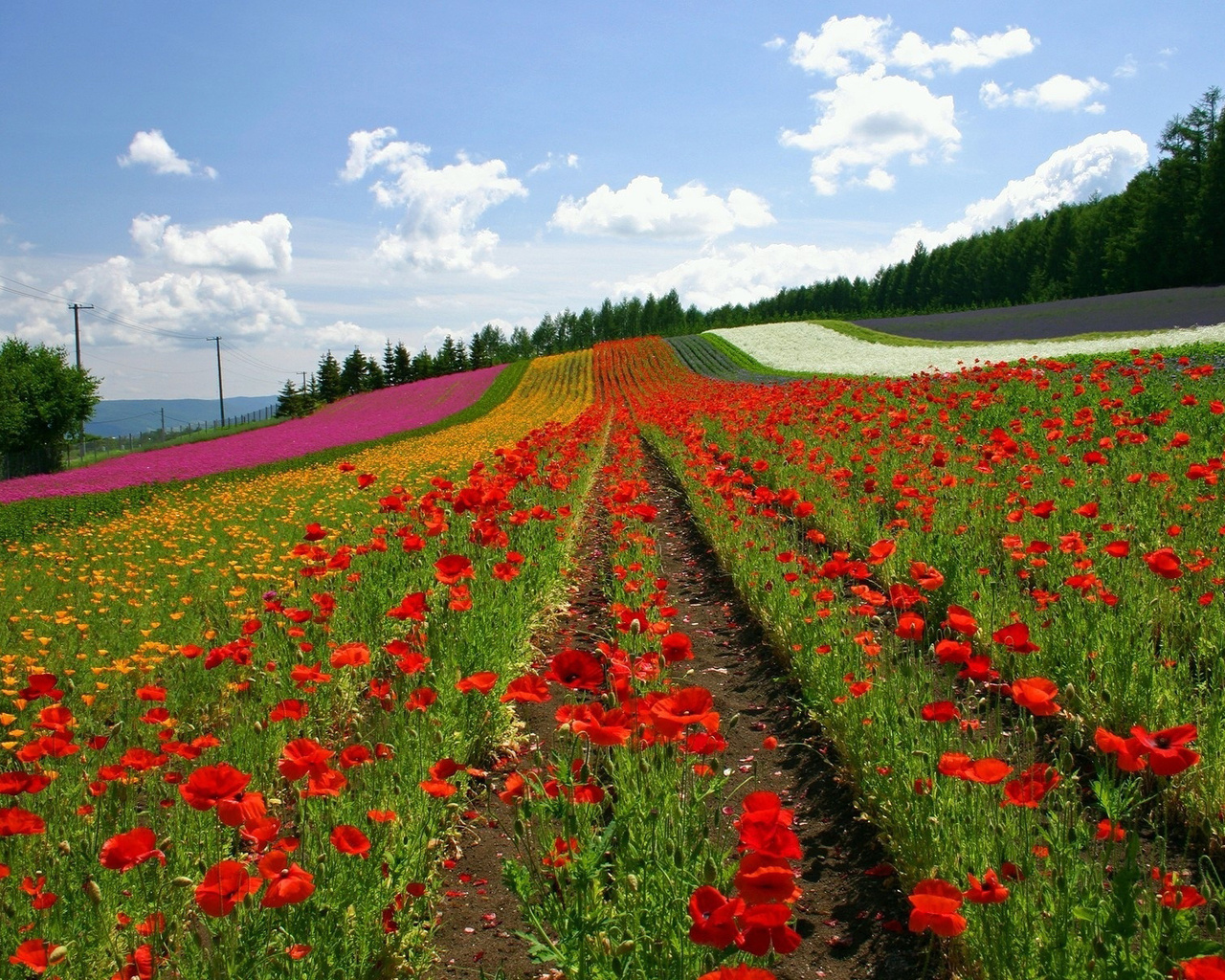 lavanda, fields, sky, flower