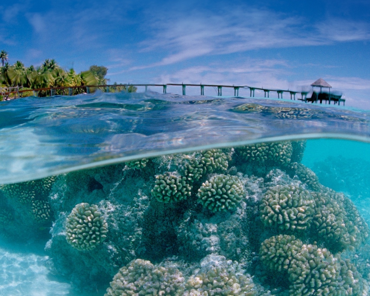 coral, water, ocean, rock