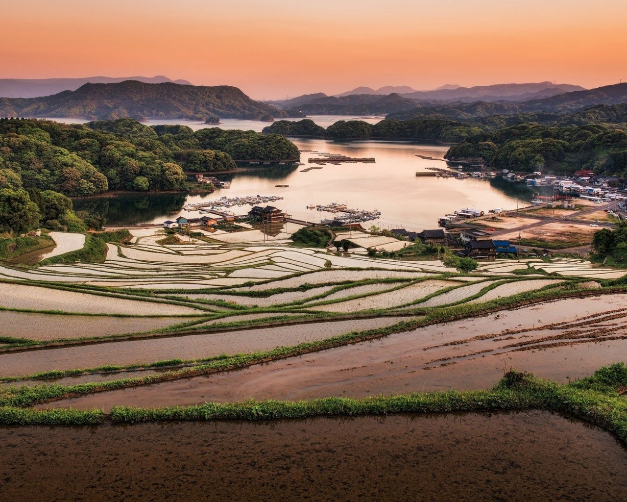 rice, fields, tree, village