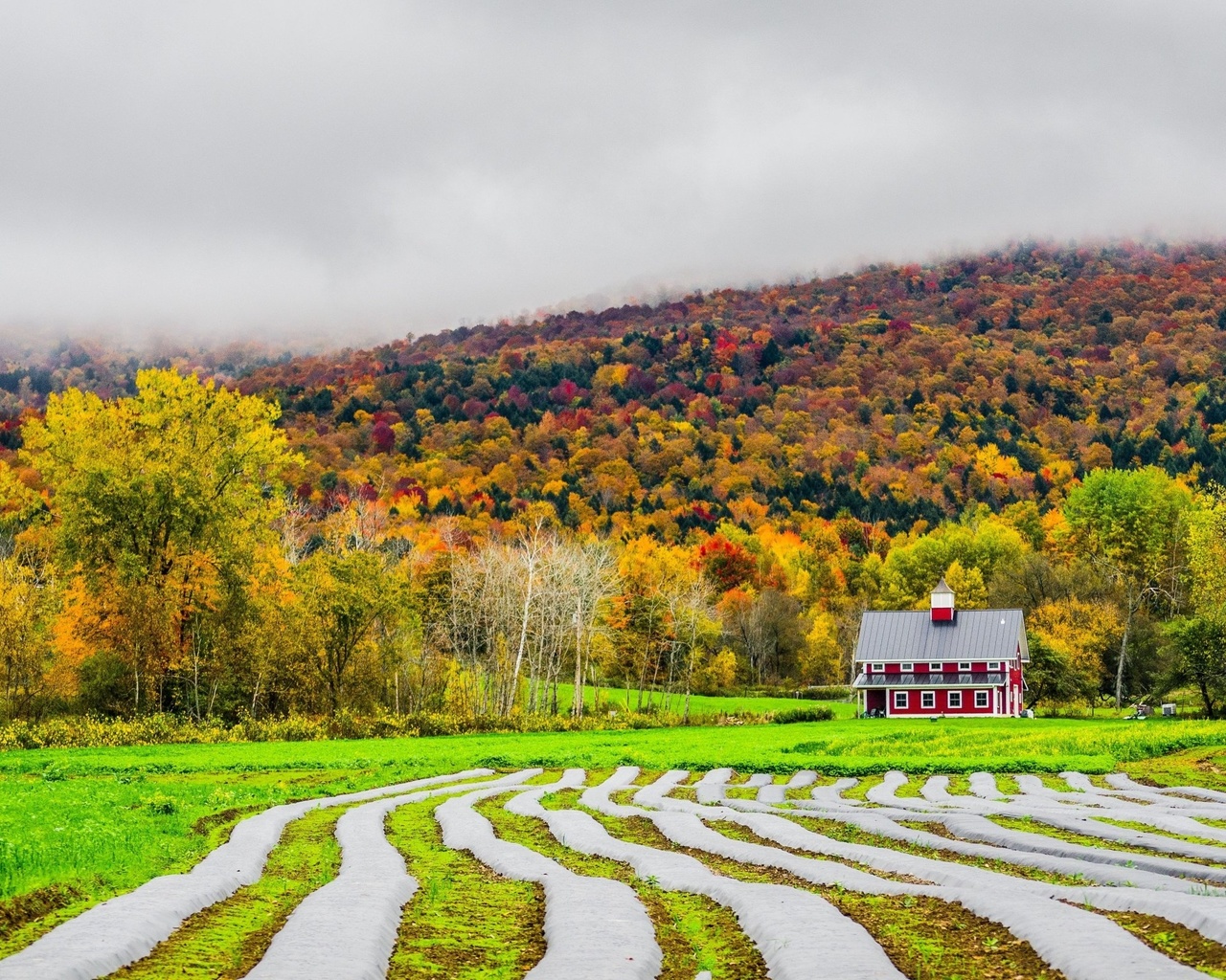 fields, autumn, house, fog, , 