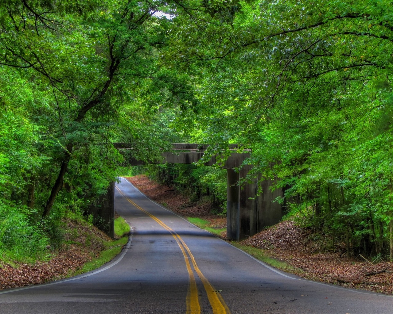 road, trees, bridges, forest, green, 