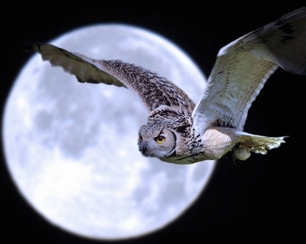 moon, owl, night, sky, fly