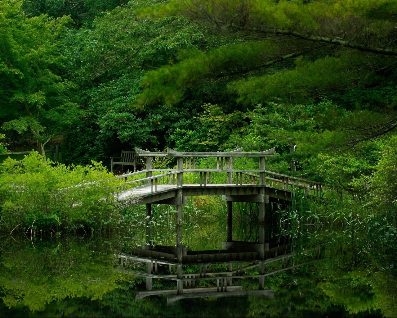 forest, green, lake, bridge, trees, 